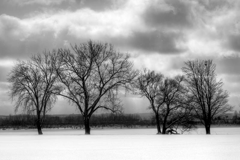 Black & White silhouette of trees in winter, Onondaga County Park, Syracuse, NY