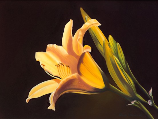 "Daylily"