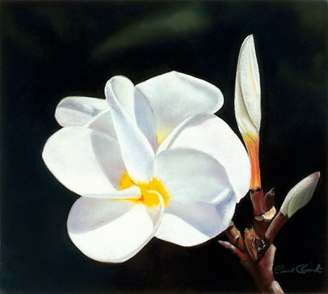 "Plumeria"
