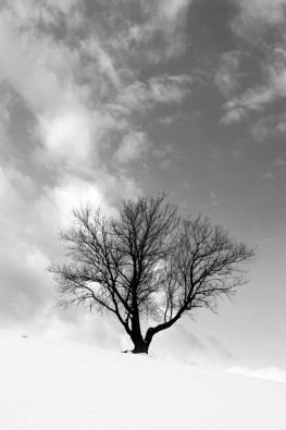 Winter Tree 0071 BW