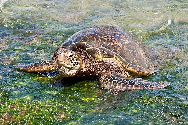 Hawaiian Green Sea Turtle 0038