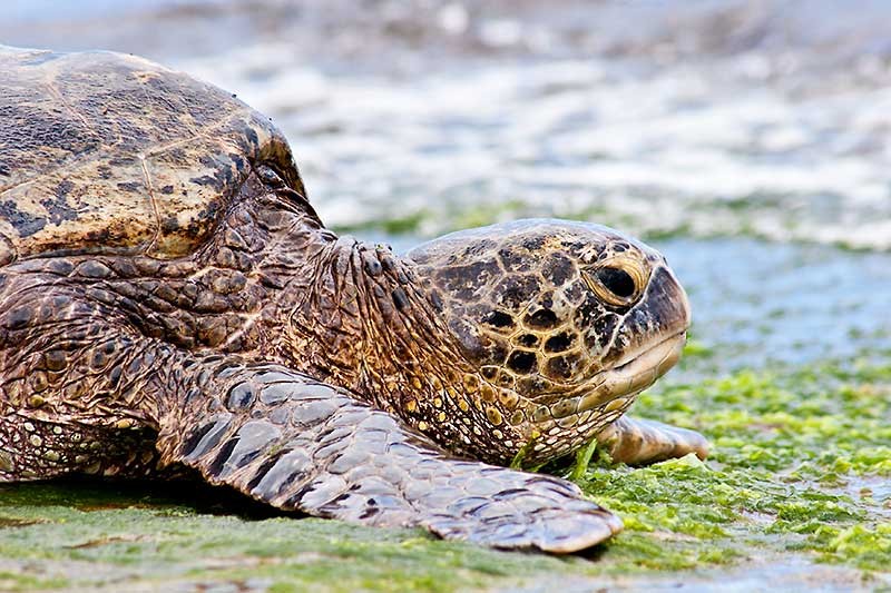 Hawaiian Green Sea Turtle 0061