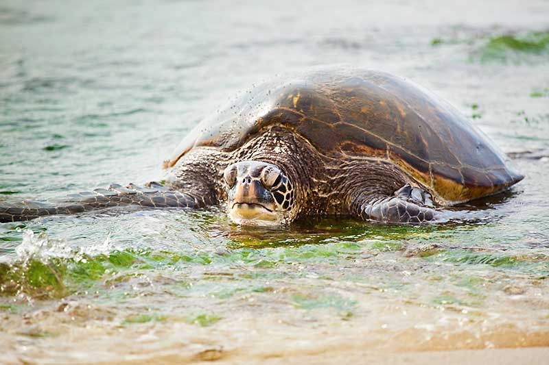 Hawaiian Green Sea Turtle 0067