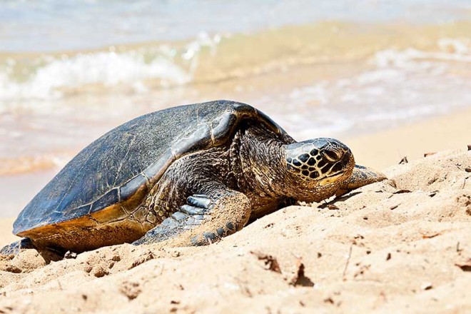 Hawaiian Green Sea Turtle 0548