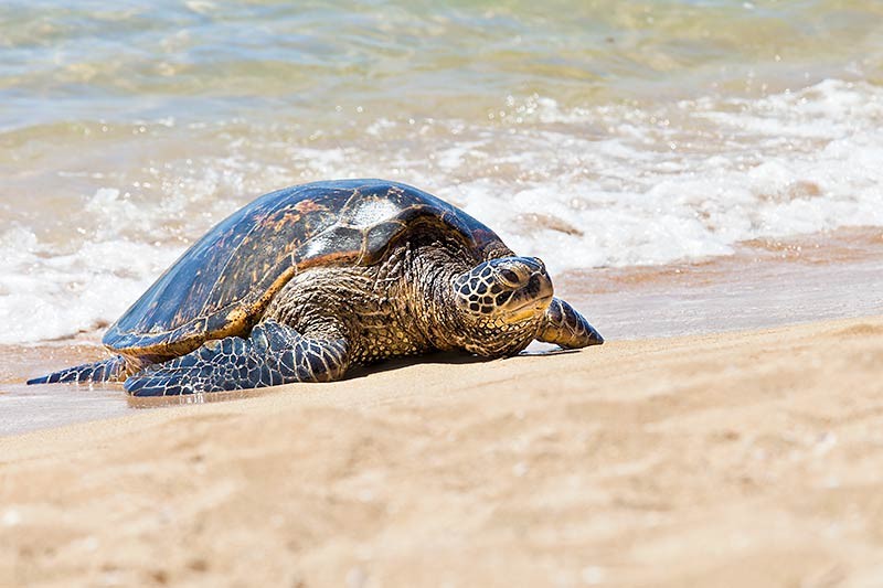 Hawaiian Green Sea Turtle 0559