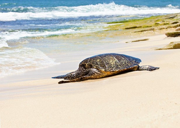 Hawaiian Green Sea Turtle 0583