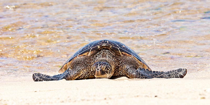 Hawaiian Green Sea Turtle 0586 2:1