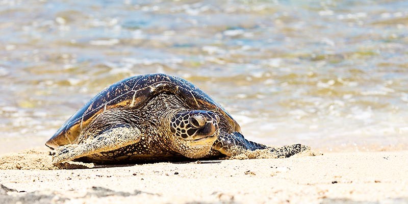 Hawaiian Green Sea Turtle 0594 2:1