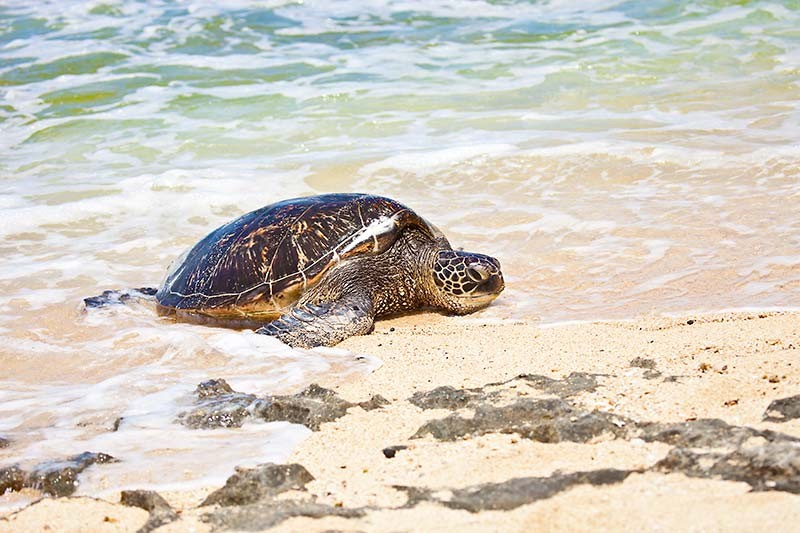 Hawaiian Green Sea Turtle 0600