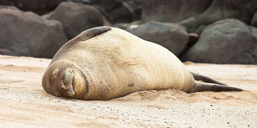 Hawaiian Monk Seal 4690 2:1