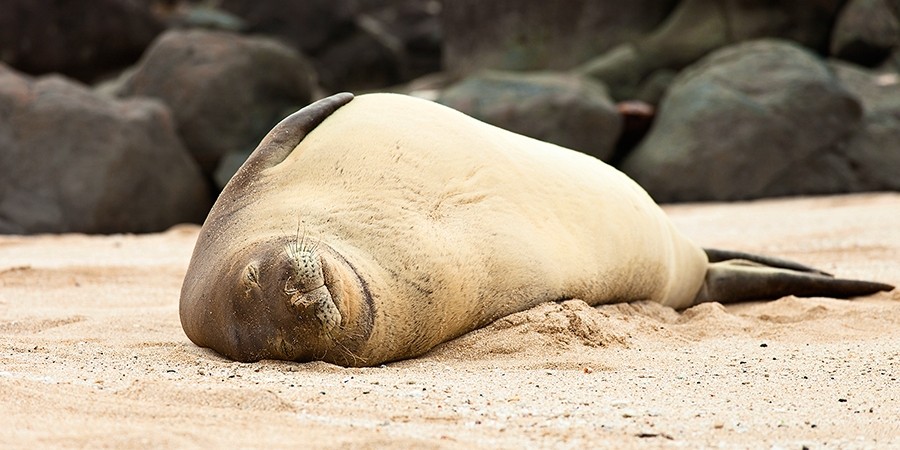 Hawaiian Monk Seal 4728 2:1