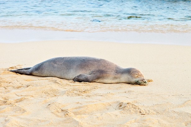 Hawaiian Monk Seal 0228