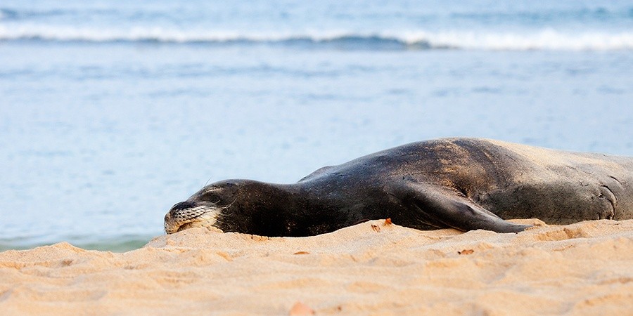 Hawaiian Monk Seal 0311 2:1