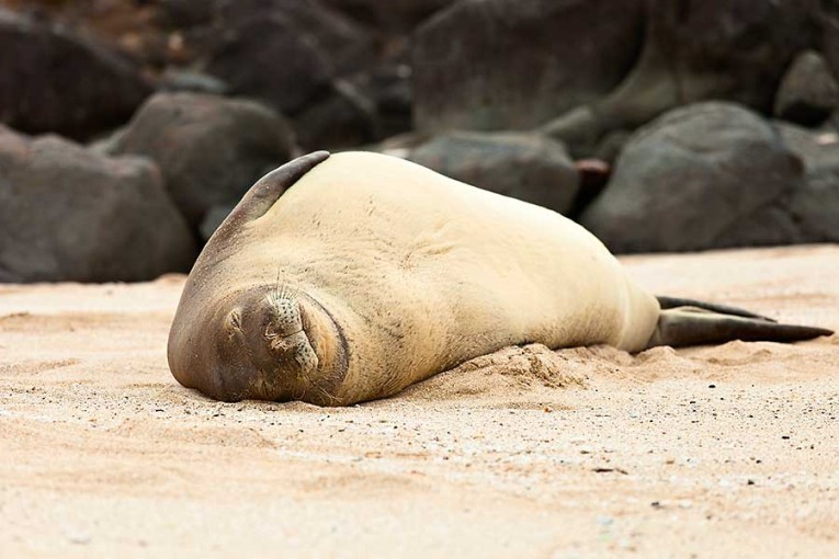 Hawaiian Monk Seal 4728 8x12