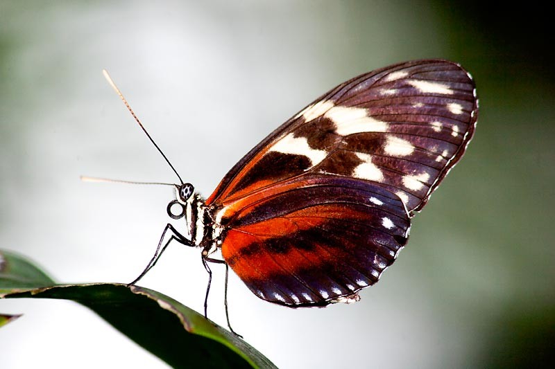 Heliconius Cyndo Butterfly