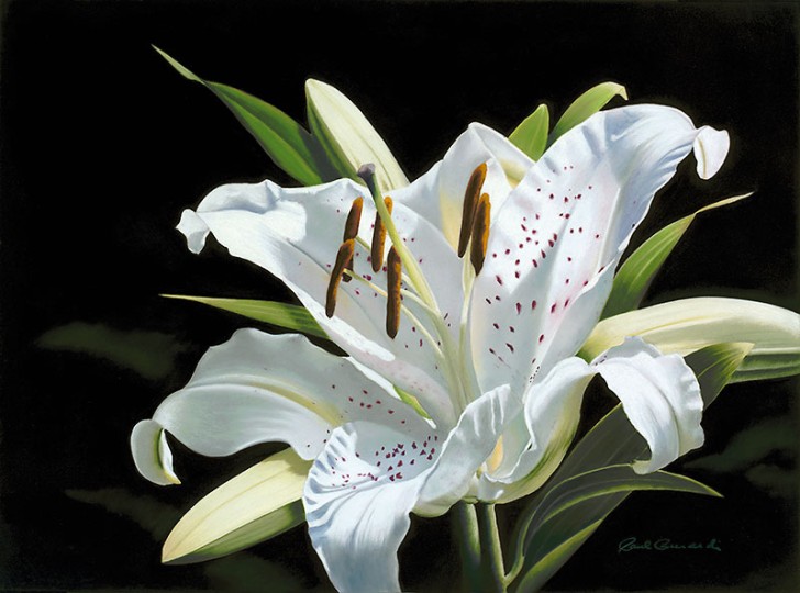 "Oriental Lily"
