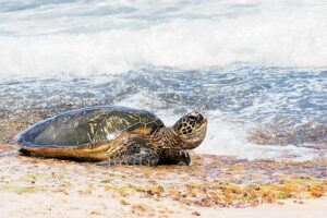 Hawaiian Green Sea Turtle in surf eating algae on a beach in Hawaii
