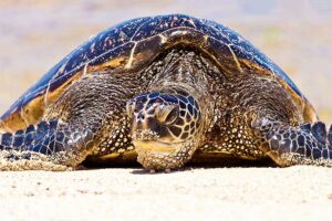 Hawaiian Green Sea Turtles