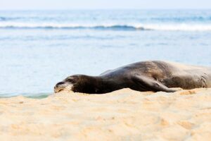 Hawaiian Monk Seal