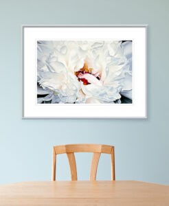 White Peony Flower Pastel Painting Fine Art Print in a room setting