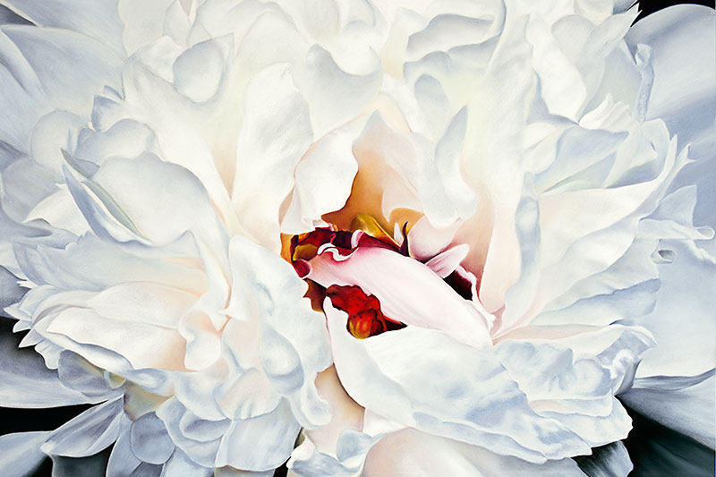 White Peony Flower Pastel Painting Fine Art Print